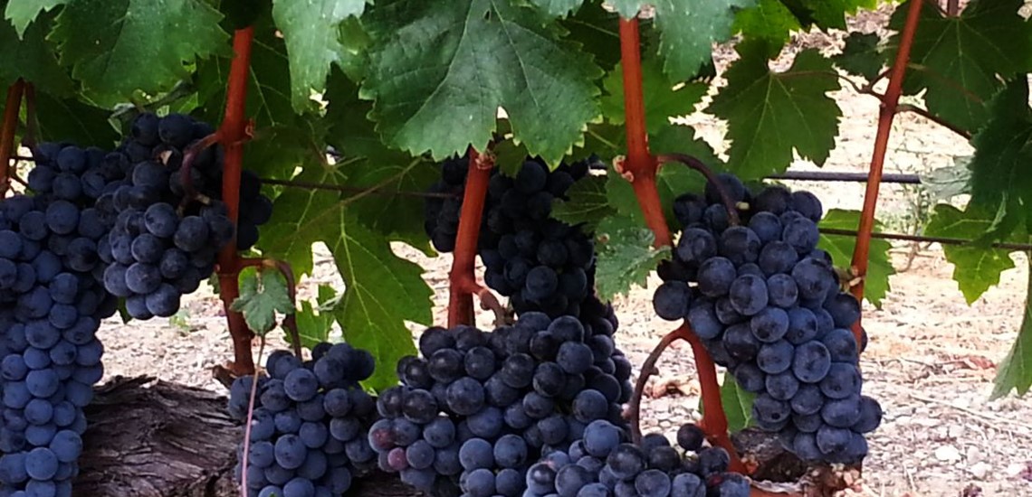 Syrah Grapes